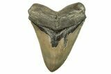 Huge, Fossil Megalodon Tooth - Serrated Blade #271104-1